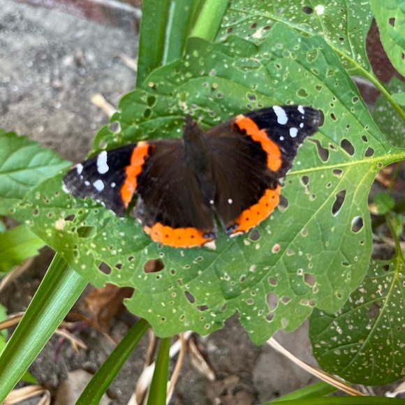 🦋Meet your Posher, Irene🦋 - Picture 4 of 4